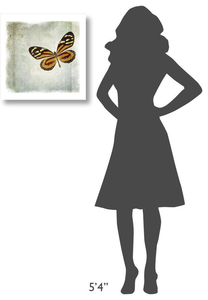 "Floating Butterfly VI" Digital Paper Print by Debra Van Swearingen, 20"x20"