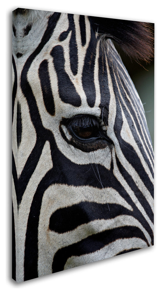 "Zebras" by Robert Harding Picture Library, Canvas Art, 30"x47"
