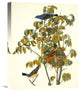 "Blue Grosbeak" Artwork, 16" x 20"