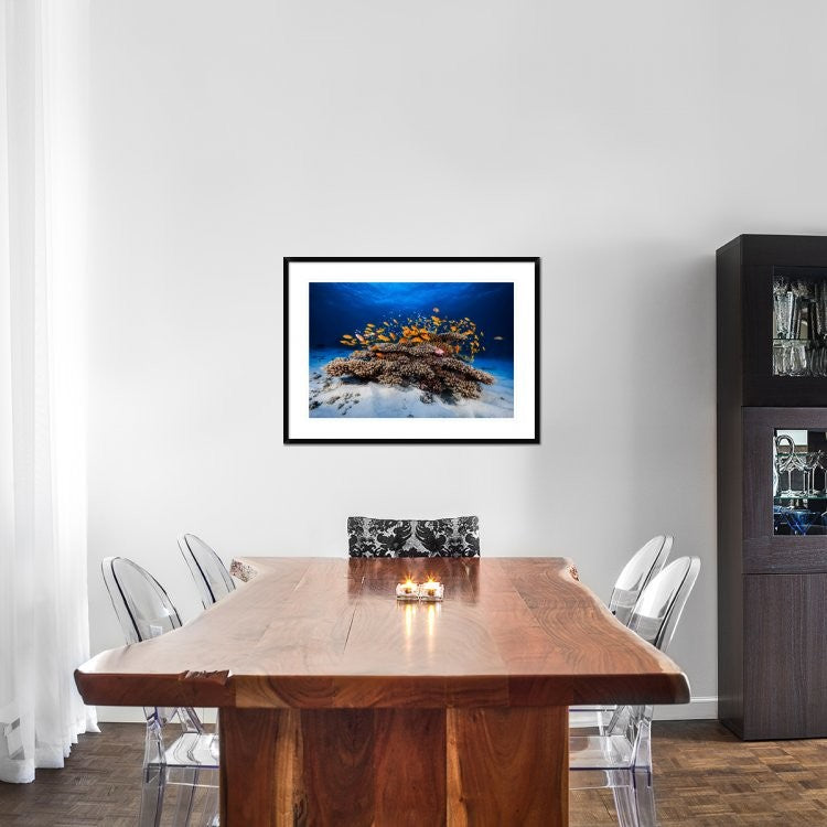 "Marine Life" Framed Digital Print by Barathieu Gabriel, 38"x28"