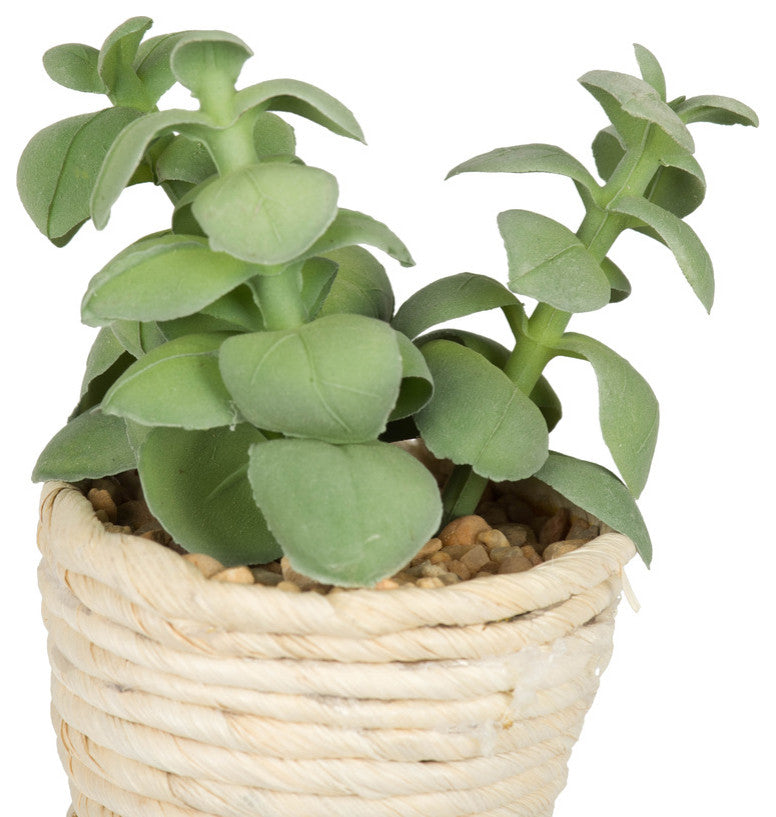 Close-up of succulent leaves in its pot on a white background.