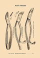 Root Forceps - Gallery Wrapped Canvas Art 28" x 42"
