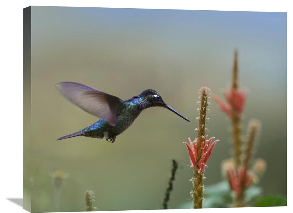 "Magnificent Hummingbird Male Foraging, Costa Rica" Artwork, 28" x 22"