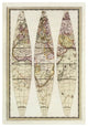 "Globo Terrestre IV, 1792" Paper Print by Giovanni Maria Cassini, 23"x32"
