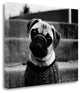"Cleo" By Kim Levin, Fine Art Giclee Print on Gallery Wrap Canvas, Ready to Hang
