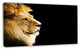 Large Lion Portrait on Black, African Canvas Art Print, 32"x16"