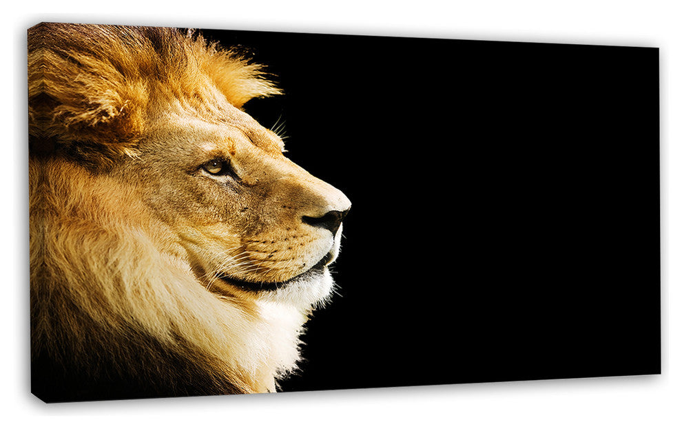 Large Lion Portrait on Black, African Canvas Art Print, 32"x16"