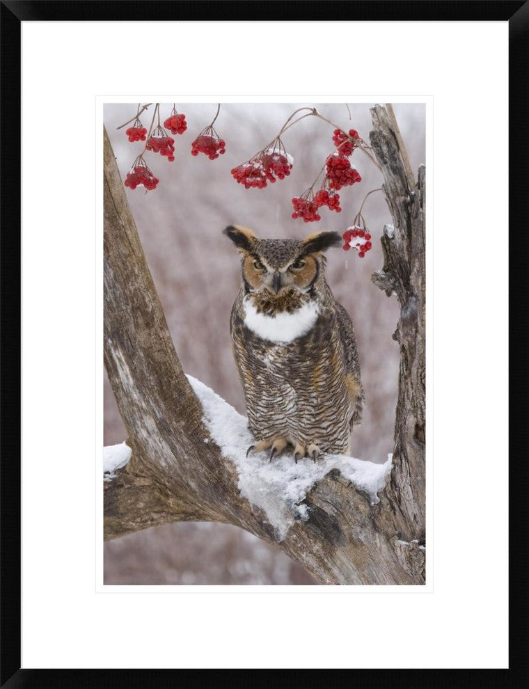 Great Horned Owl In Winter, Howell Nature Center, Michigan, 18"x24"