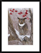 Great Horned Owl In Winter, Howell Nature Center, Michigan, 18"x24"