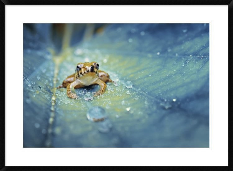 "Crystal Guard" Framed Digital Print by Robby Fakhriannur, 38"x28"