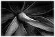 AGAVE #7, Black and White, 40x60