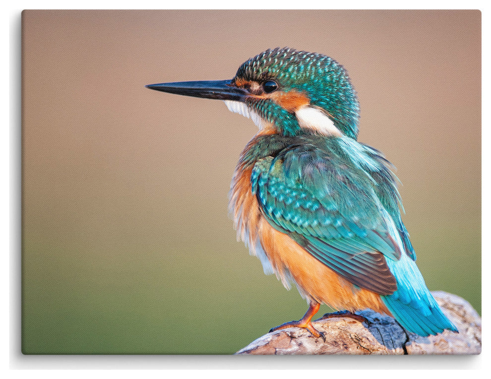 Common Kingfisher Bird on Perch Animal Wildlife Photograph Canvas Wall Art Print, 18" X 24"