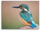 Common Kingfisher Bird on Perch Animal Wildlife Photograph Canvas Wall Art Print, 18" X 24"