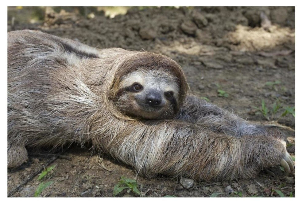 "Brown-throated 3-toed Sloth male, Aviarios Sloth Sanctuary" Paper Art, 32"x22"