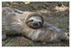 "Brown-throated 3-toed Sloth male, Aviarios Sloth Sanctuary" Paper Art, 32"x22"