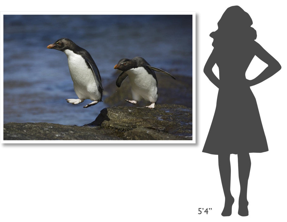 "Rockhopper Penguin hopping, New Island, Falkland Islands" Paper Art, 62"x42"