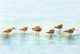 Betsy Drake Avocet Birds 30 Inch By 50 Inch Comfort Floor Mat