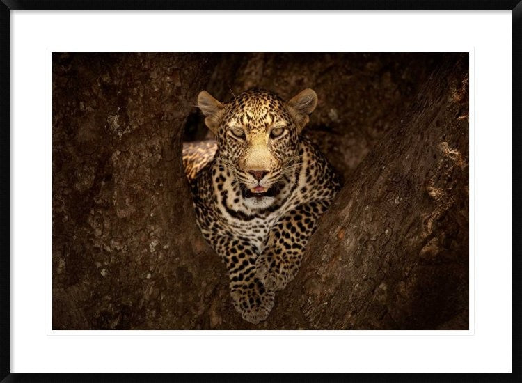 "Leopard Resting On A Tree At Masai Mara"  by Ozkan Ozmen Photography, 38x28"