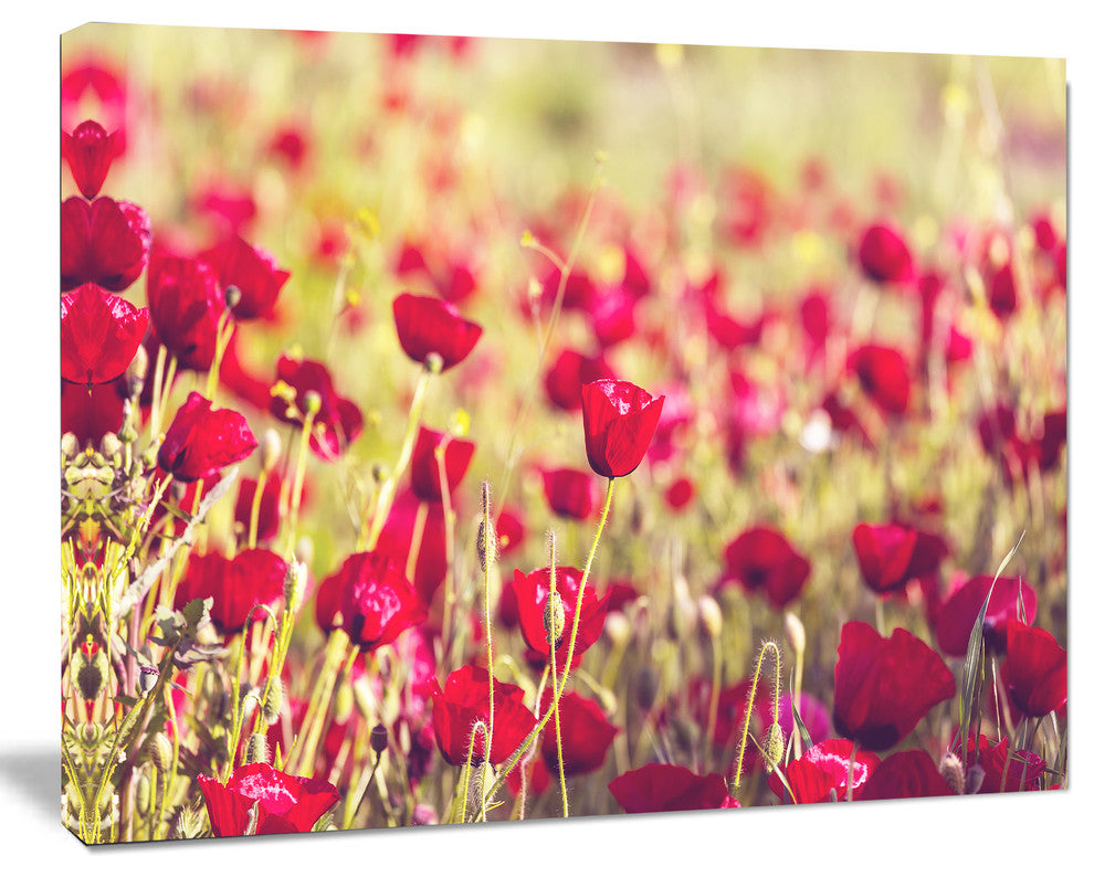 Fantastic View of Wild Poppy Flowers, Large Flower Canvas Art Print, 20"x12"