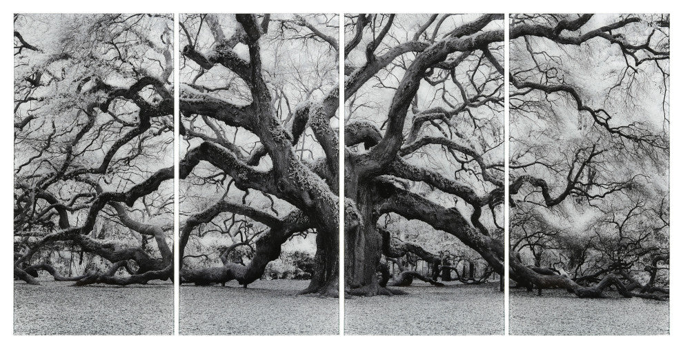 "The Angel Oak ABCD" Frameless Tempered Glass Panel Graphic Wall Art Set