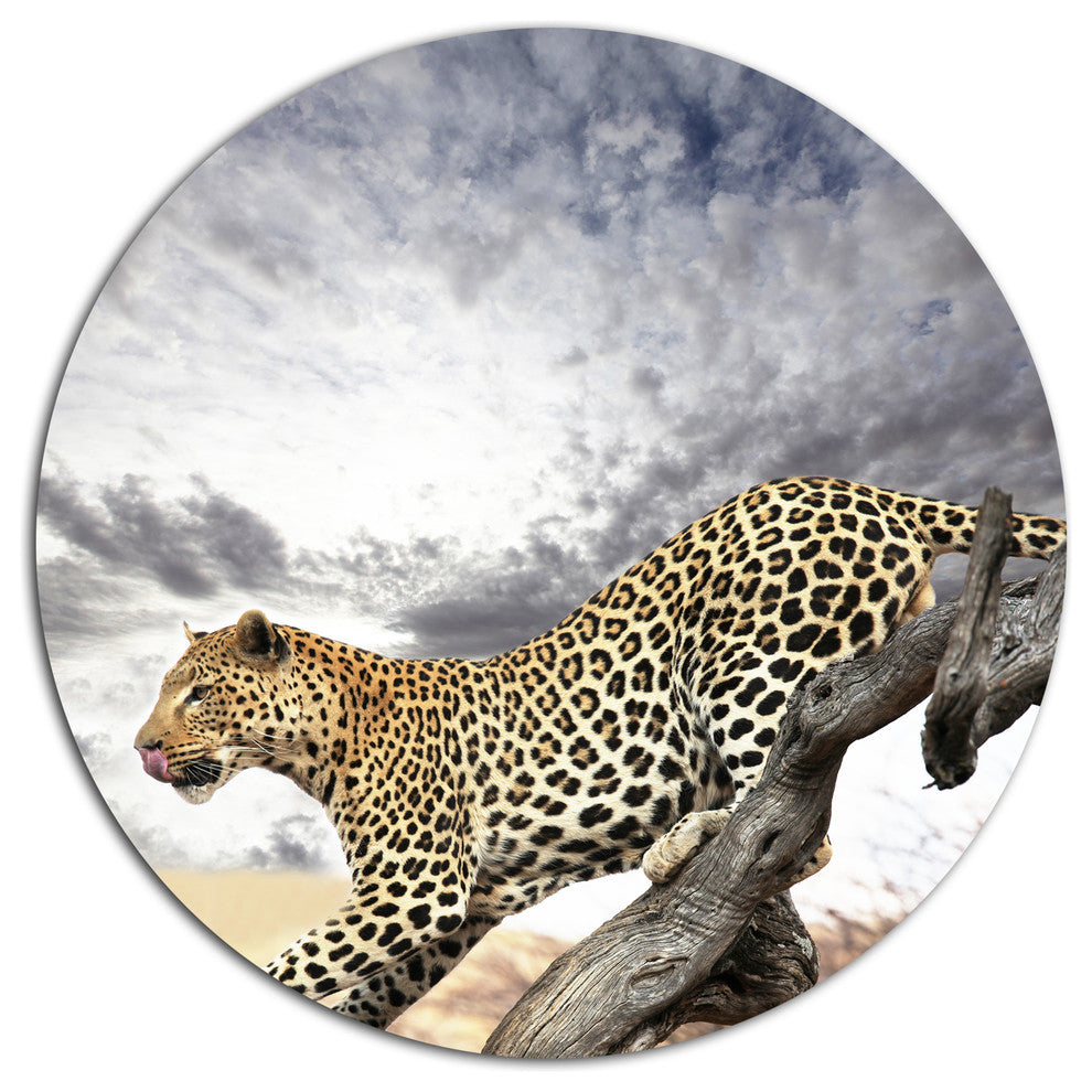 Leopard On Tree Under Cloudy Sky, African Round Wall Art, 11"