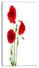 Isolated Red Poppy Flowers, Floral Canvas Art Print, 16"x32"