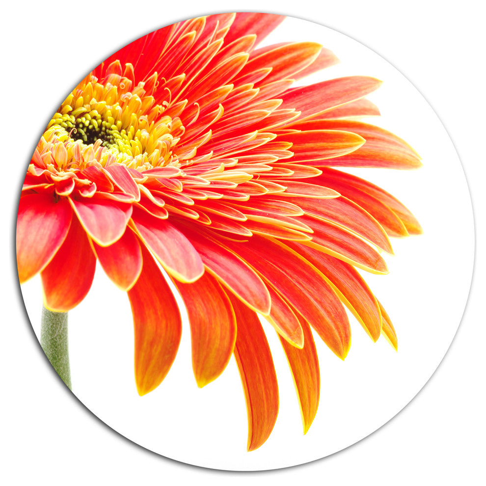 Orange Gerbera On White Background, Flower Disc Metal Wall Art, 36"