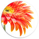 Orange Gerbera On White Background, Flower Disc Metal Wall Art, 36"