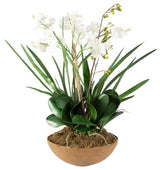 Moth Orchid Planter