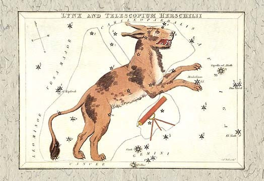 Constellation of Lynx- Gallery Wrapped Canvas Art 28" x 42"