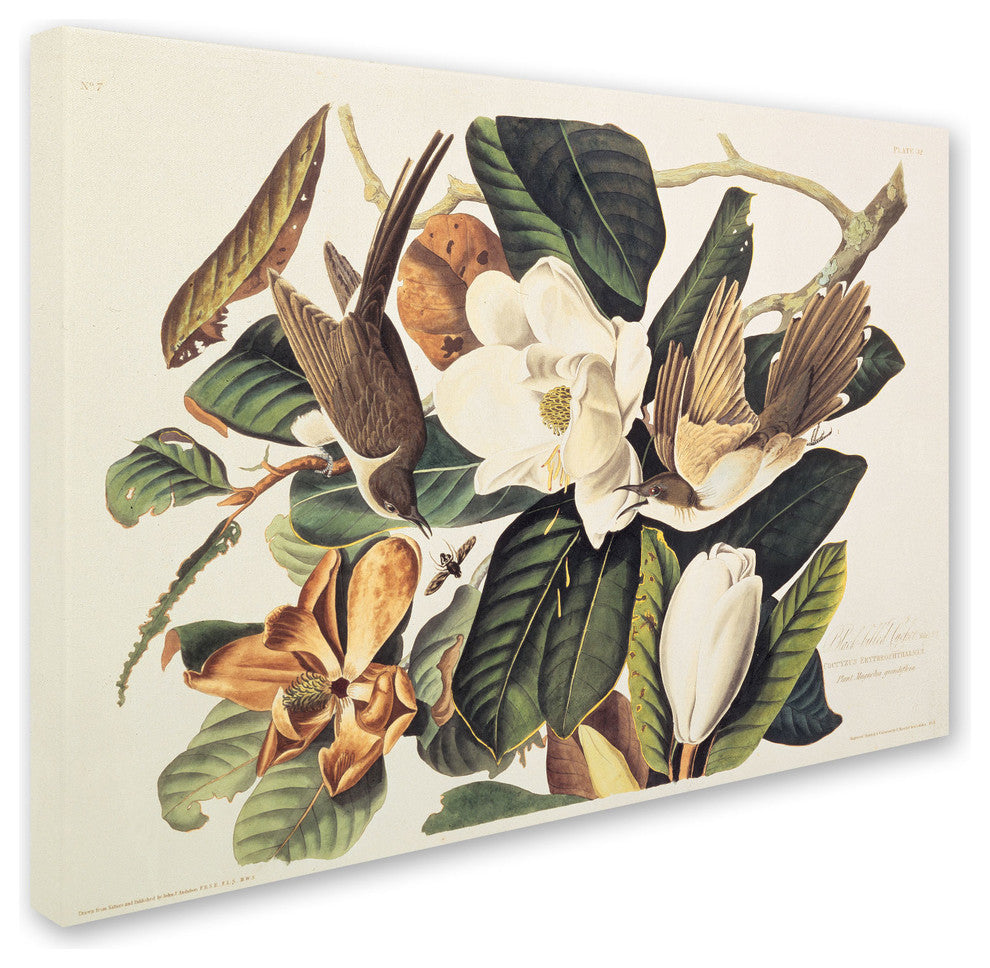 'Black-Billed Cuckoo' Canvas Art by John James Audubon
