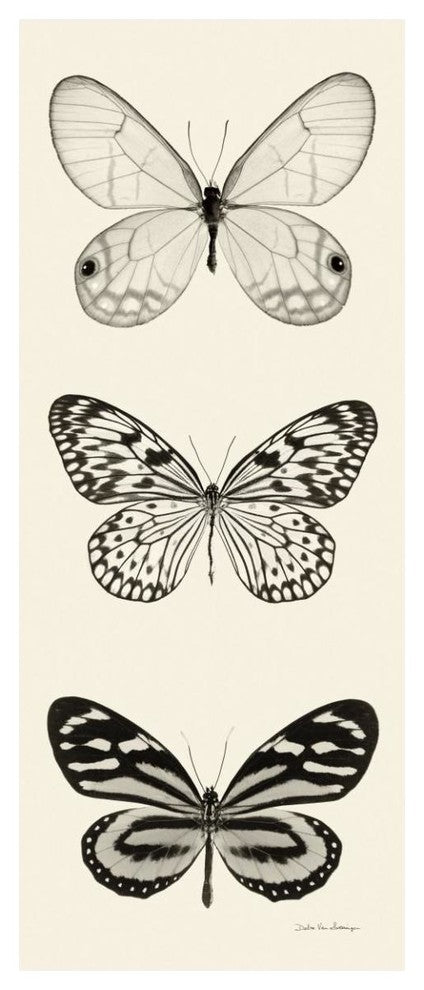"Butterfly - BW Panel II" Digital Paper Print by Debra Van Swearingen, 22"x52"