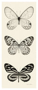 "Butterfly - BW Panel II" Digital Paper Print by Debra Van Swearingen, 22"x52"