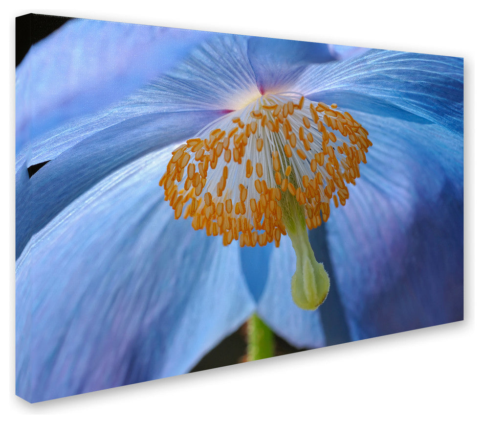 Cora Niele ''Blue Poppy'' Canvas Art