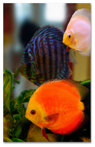 'Multicolored Discus' Canvas Art by Kurt Shaffer