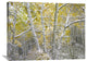 "Quaking Aspens Near Kebbler Pass, Gunnison National Forest, Colorado" Artwork
