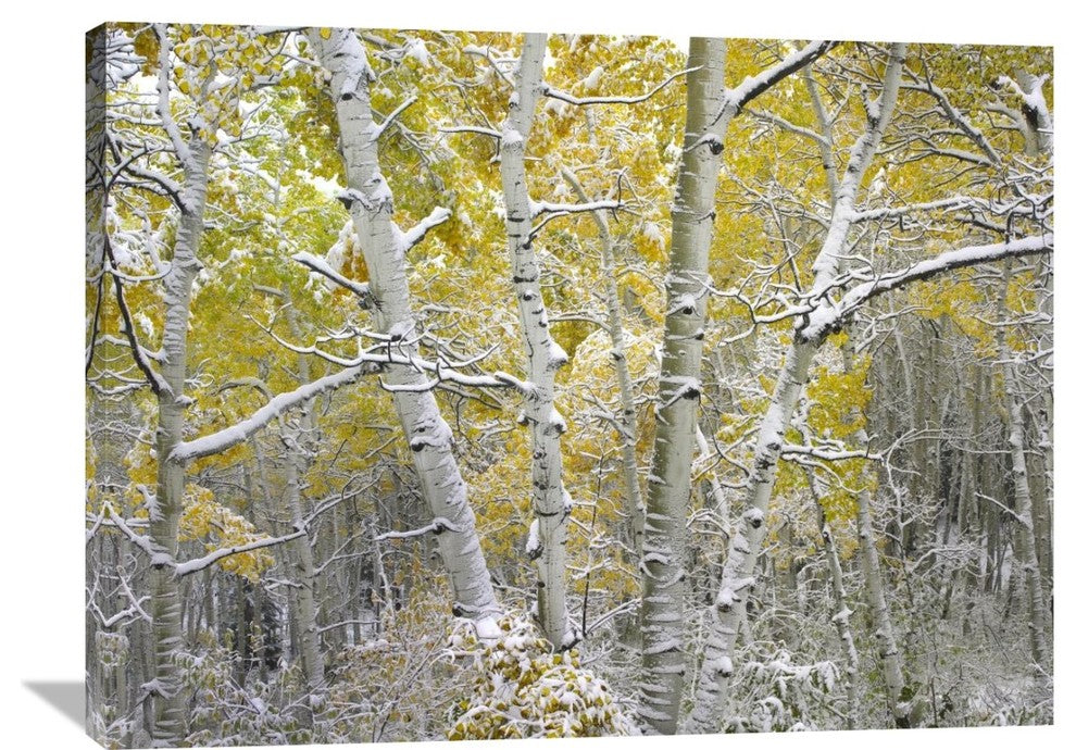 "Quaking Aspens Near Kebbler Pass, Gunnison National Forest, Colorado" Artwork