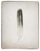 "Feather II - BW" Digital Paper Print by Debra Van Swearingen, 30"x37"