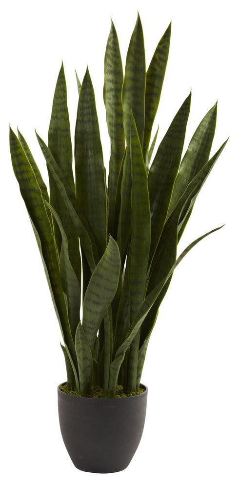 Full product on a solid white background; alternate full-view of the same Sansevieria plant in black planter; no text or diagrams.