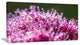 "Pink Little Flowers Close-Up View" Floral Wall Art, 60"x28", 1 Panel