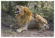 "Lion cubs playing, vulnerable, Masai Mara National Reserve" Paper Art, 62"x42"