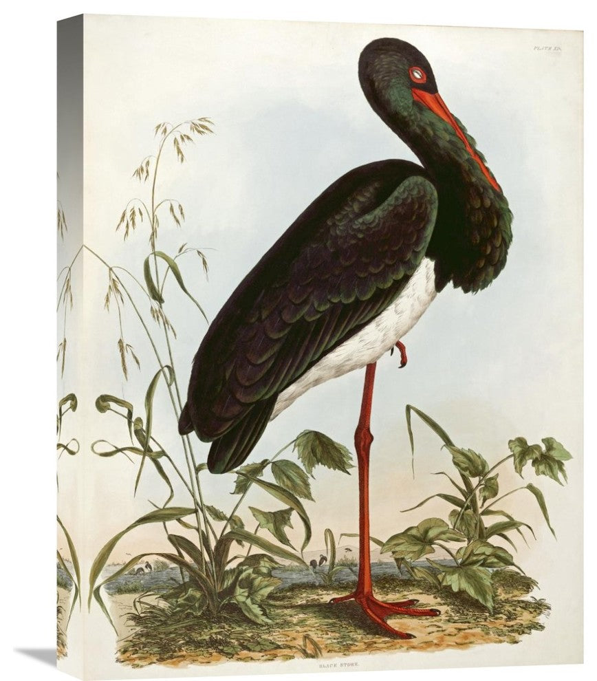 "Black Stork" Stretched Canvas Giclee by John Prideaux Selby, 17"x22"