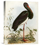 "Black Stork" Stretched Canvas Giclee by John Prideaux Selby, 17"x22"