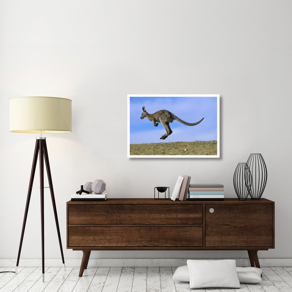 "Wallaroo or Euro Kangaroo hopping, Sturt, New South Wales" Paper Art, 38"x26"