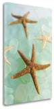 30" Seashell and Seaglass Giclee Wrap Canvas Wall Art