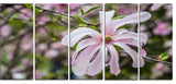 Beautiful Magnolia Flowers, Large Floral Canvas Art Print, 60"x28", 5 Panels