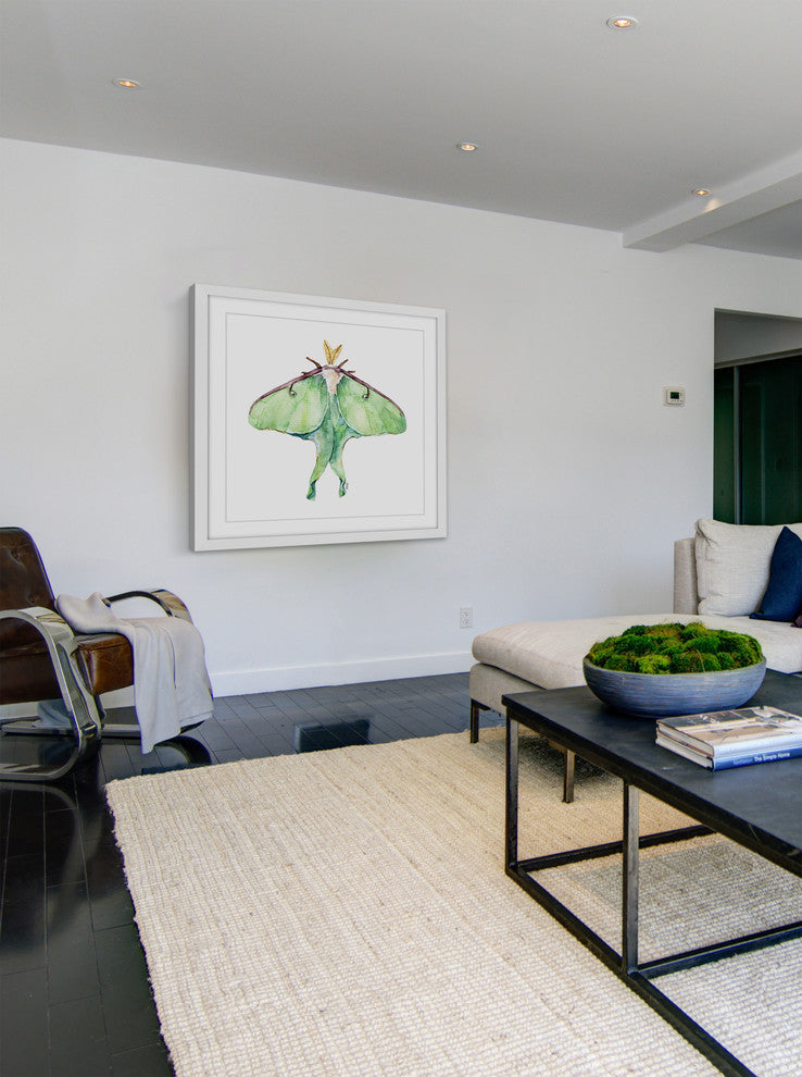 "Luna Moth" Framed Print by Rachel Byler