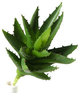 Aloe Plant, Set of 12