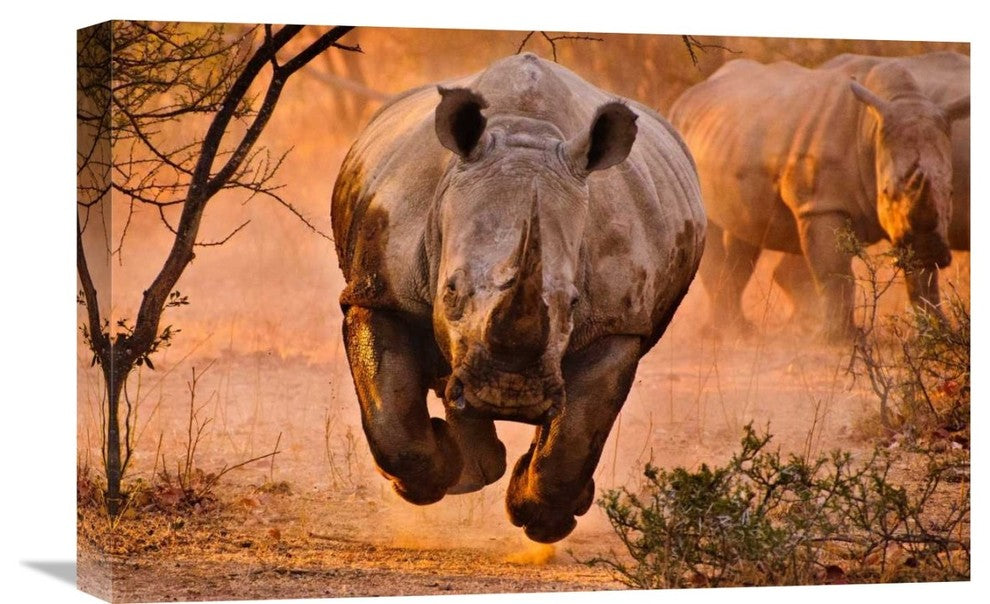 "Rhino Learning To Fly" Stretched Canvas Giclee by Justus Vermaak, 22x15"