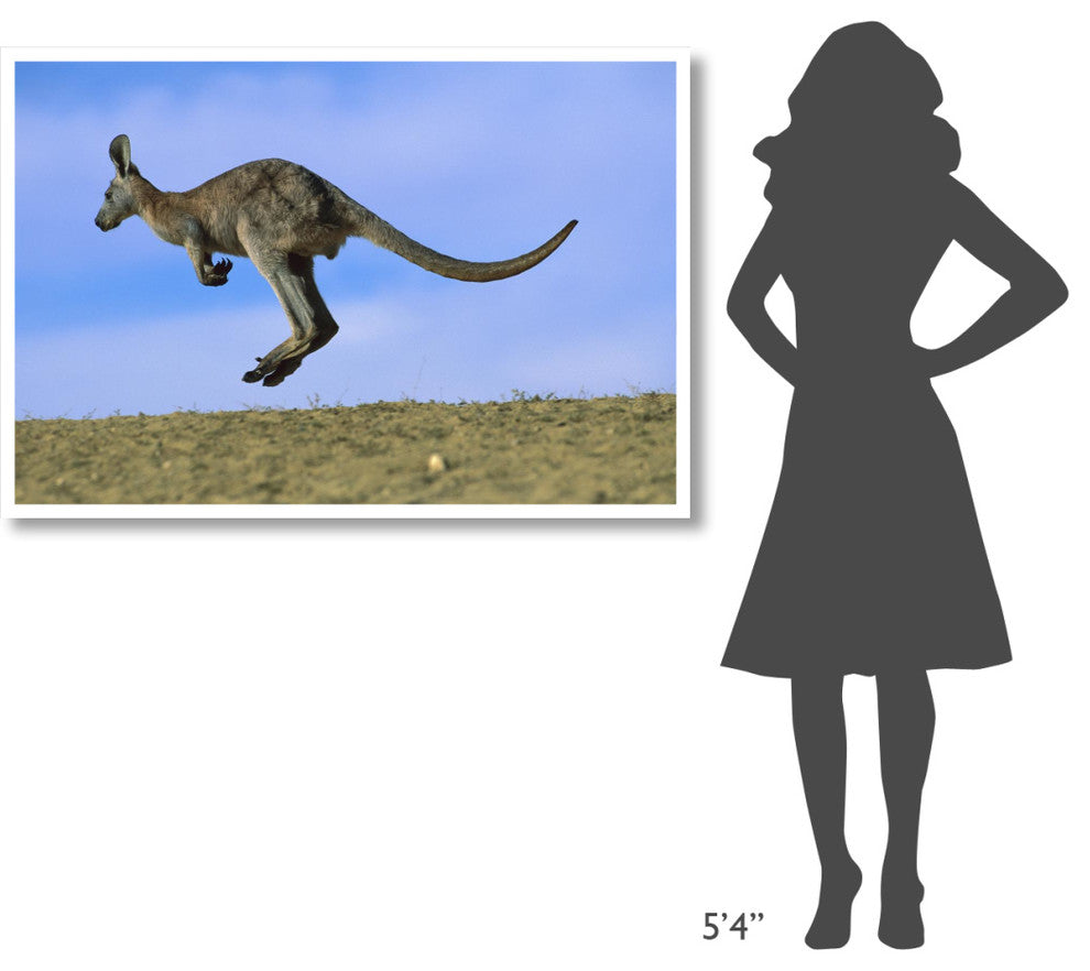 "Wallaroo or Euro Kangaroo hopping, Sturt, New South Wales" Paper Art, 50"x34"